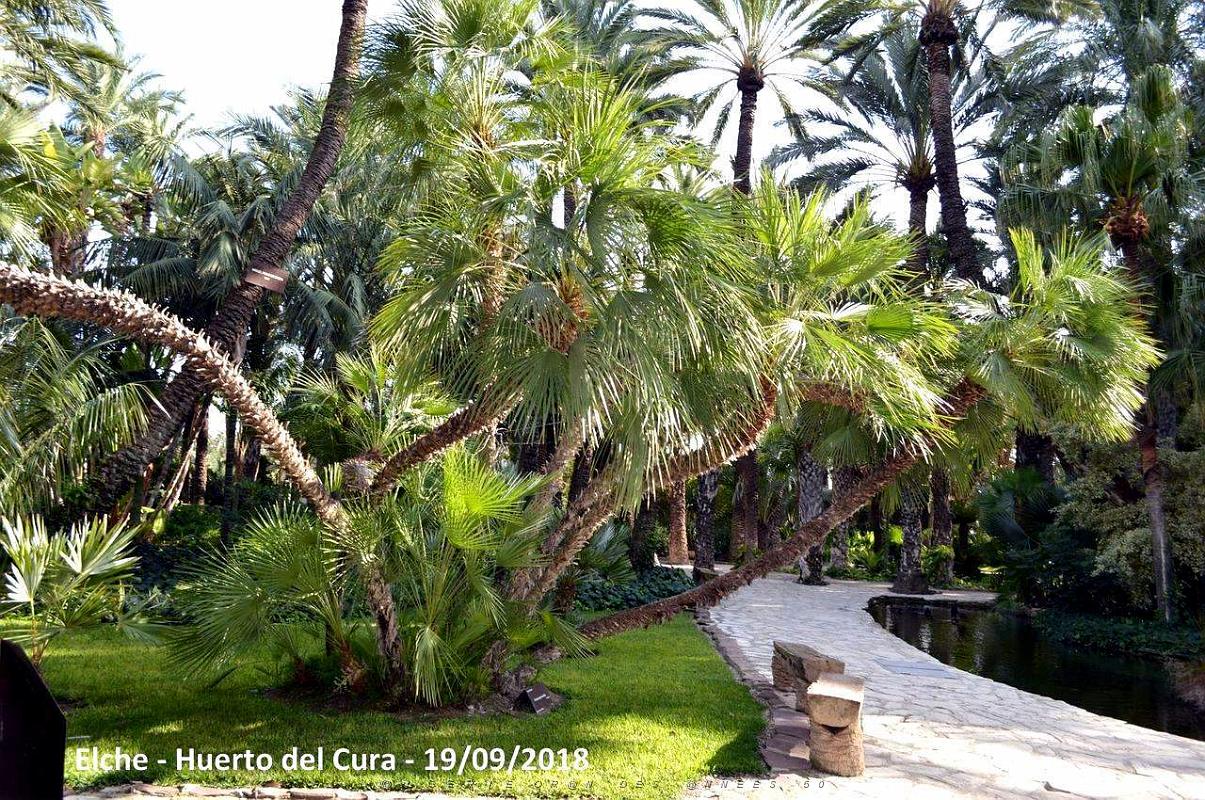 19 ELCHE HUERTO DEL CURA (73).JPG